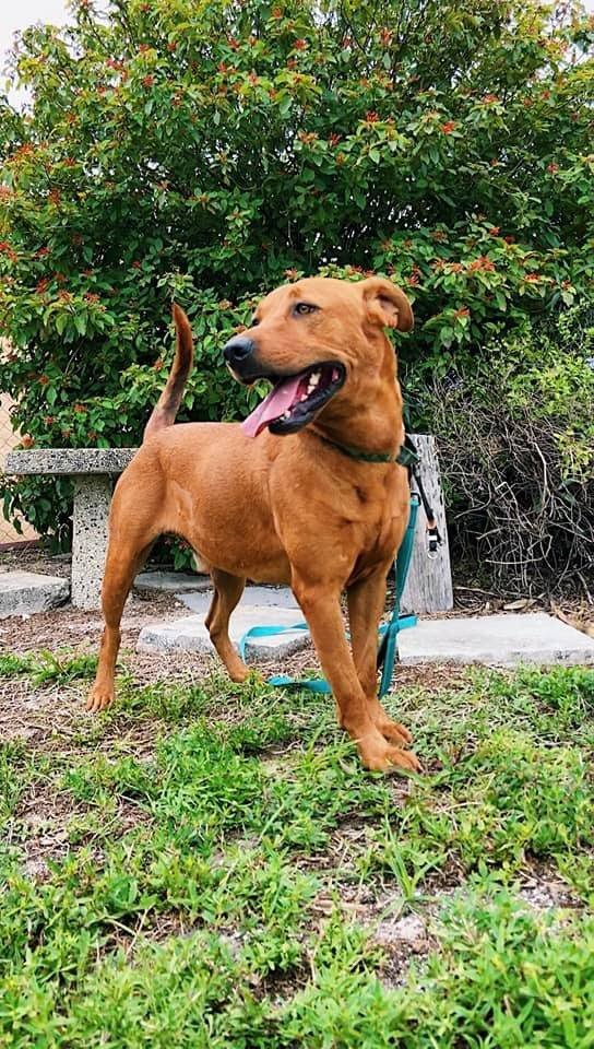 This handsome fella is Kobe. He loves long walks and holding hands/paws. Kobe is 3 years old. [Photo courtesy Caloosa Humane Society]